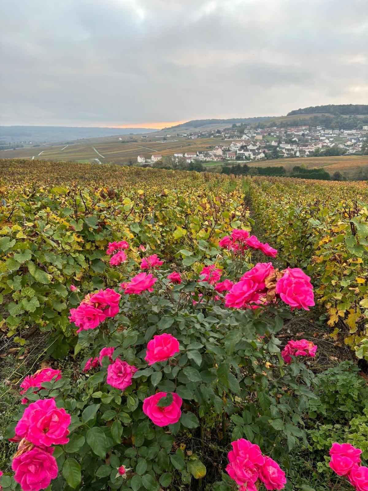 La Galipette, Charmant Chalet En Champagne Fleury-la-Riviere Экстерьер фото